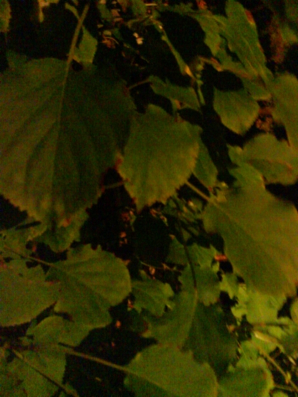 Greenery At Night