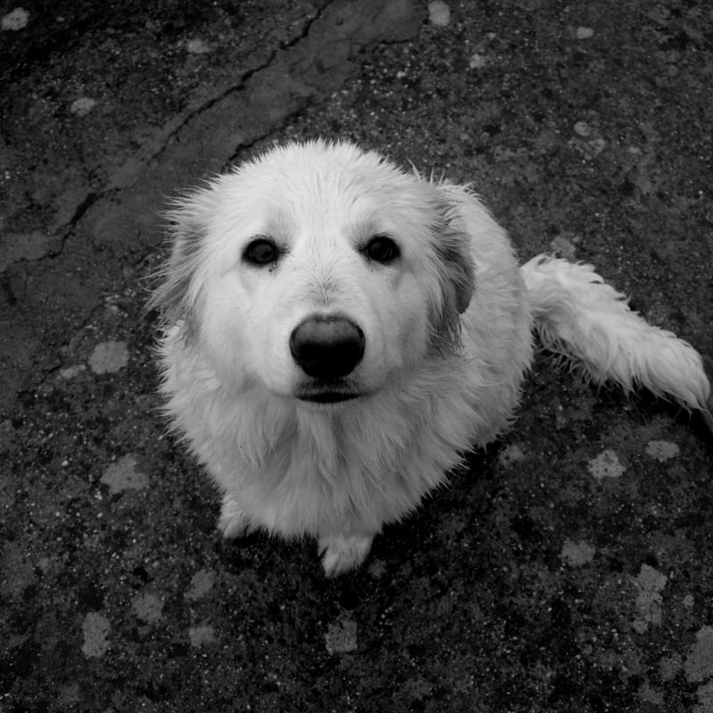 a dog...