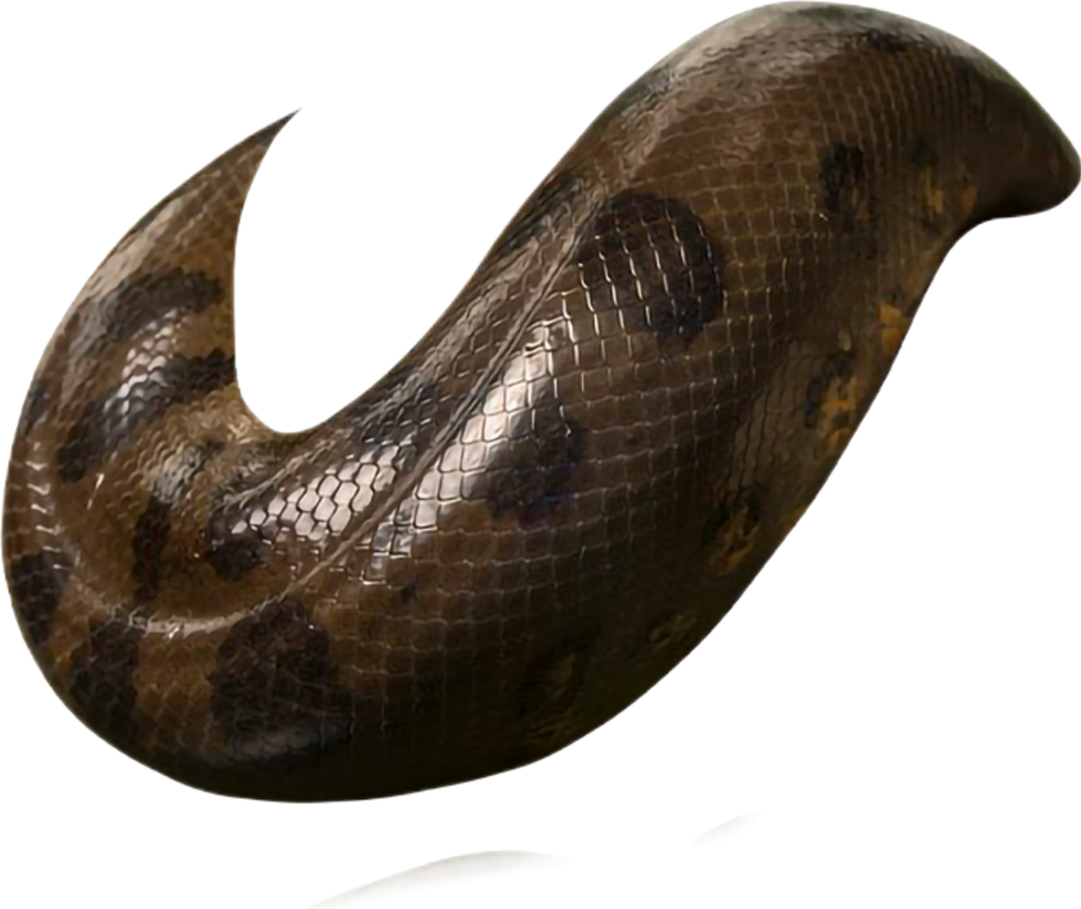 Snake Coils Render by Tyriuskishayinew16 on DeviantArt