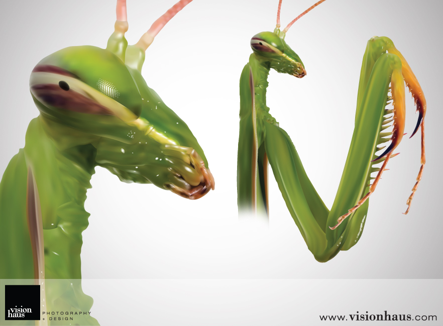 Praying Mantis by VisionHaus