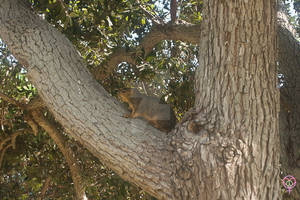 Yoga Rocks the Park Squirrel