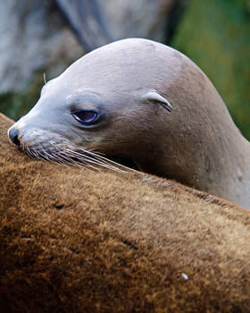 Baby Sea Lion 33254