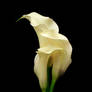 White Callas 30192