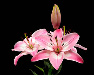 Stargazer Lilly 30170