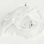 White Rose in Milk 30736