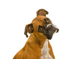 Lenny the Dog 302 by hfpierson