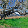 Garland Ranch Oak 837