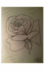 rose crosshatch sketch