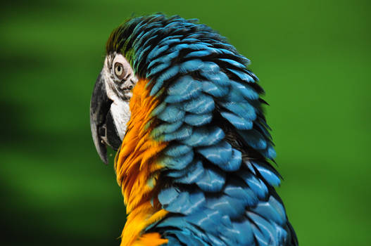 Golden Blue Macaw