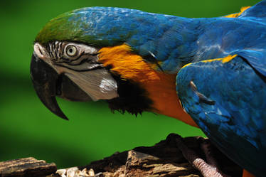 Golden Blue Macaw from another angle