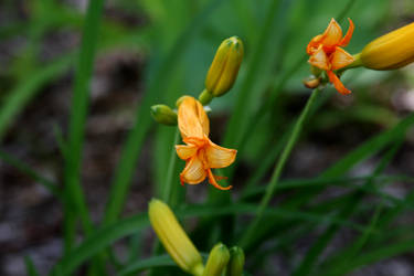 Gentle Orange by Daemare