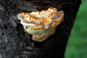 Treetrunk Fungus