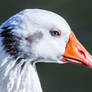 Profile of a Goose