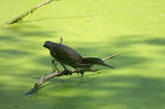 Searching Through Pond Scum by Daemare