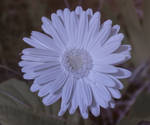 InfraRED Flower by Daemare