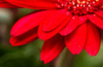 The Red Petals by Daemare