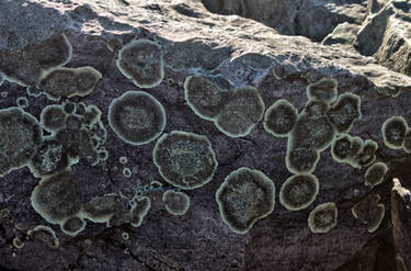 Lichen Pattern