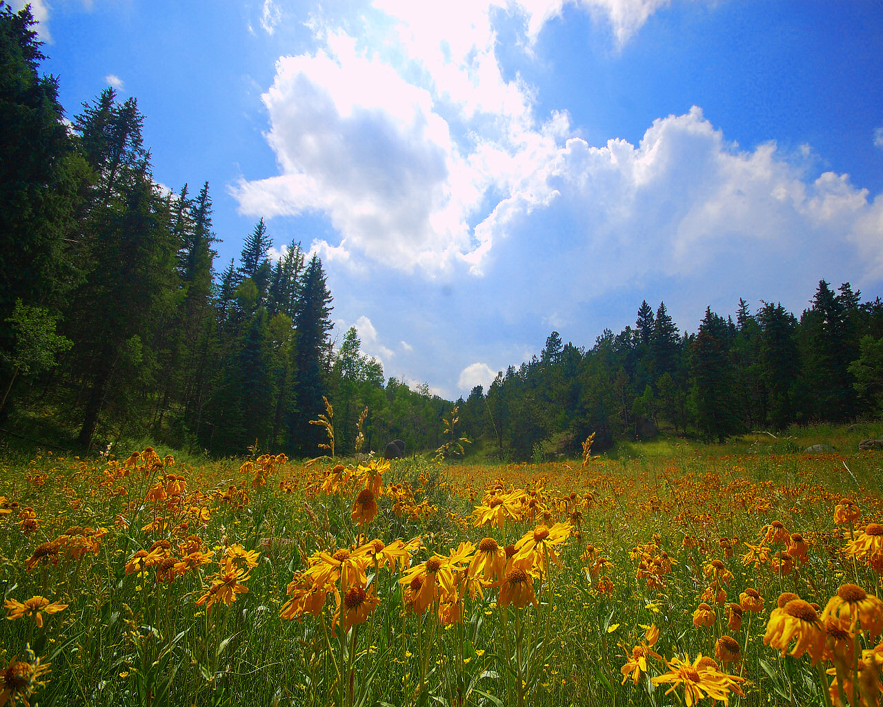 Sunny Coneflower Valley