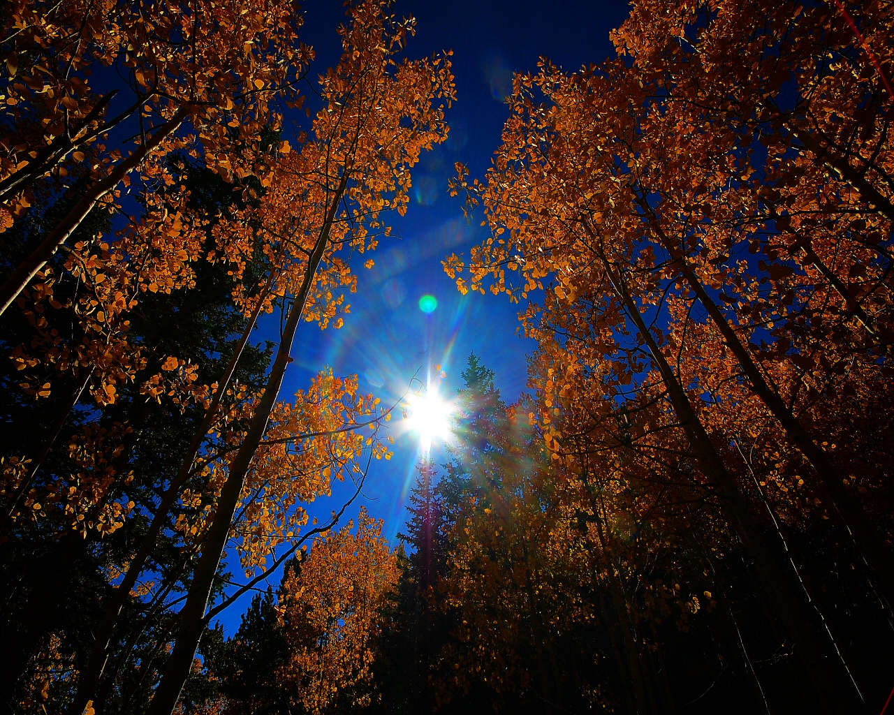 Aspen Flare