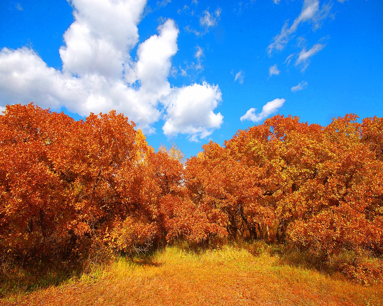 Autumn Brush on a Blue Sky