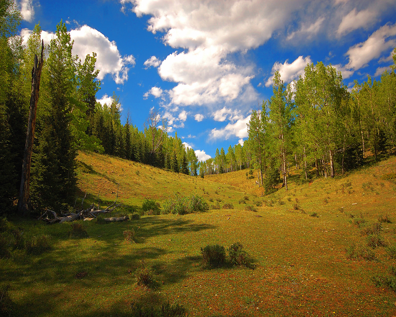 Grass and Glade