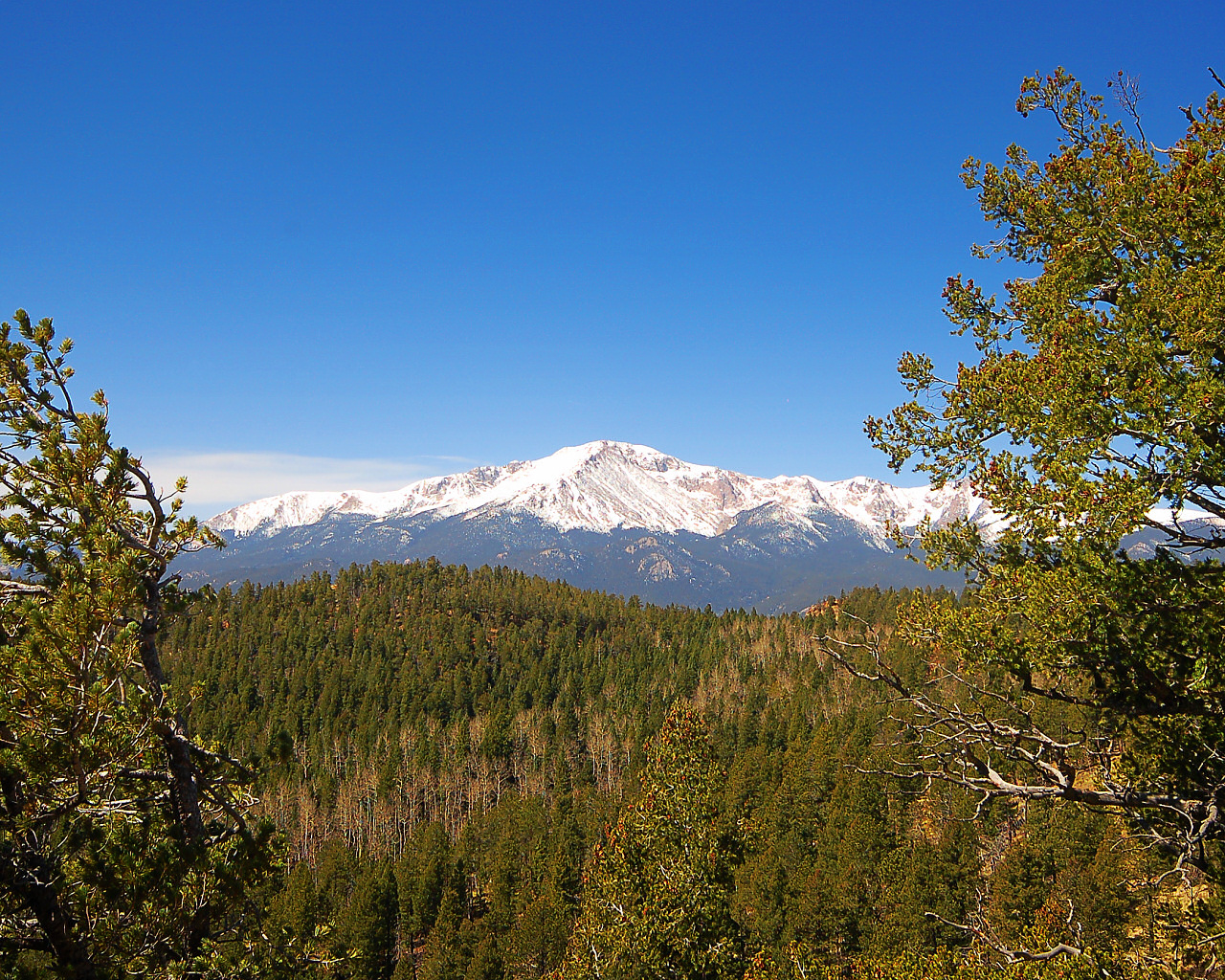 A Peak through the Trees