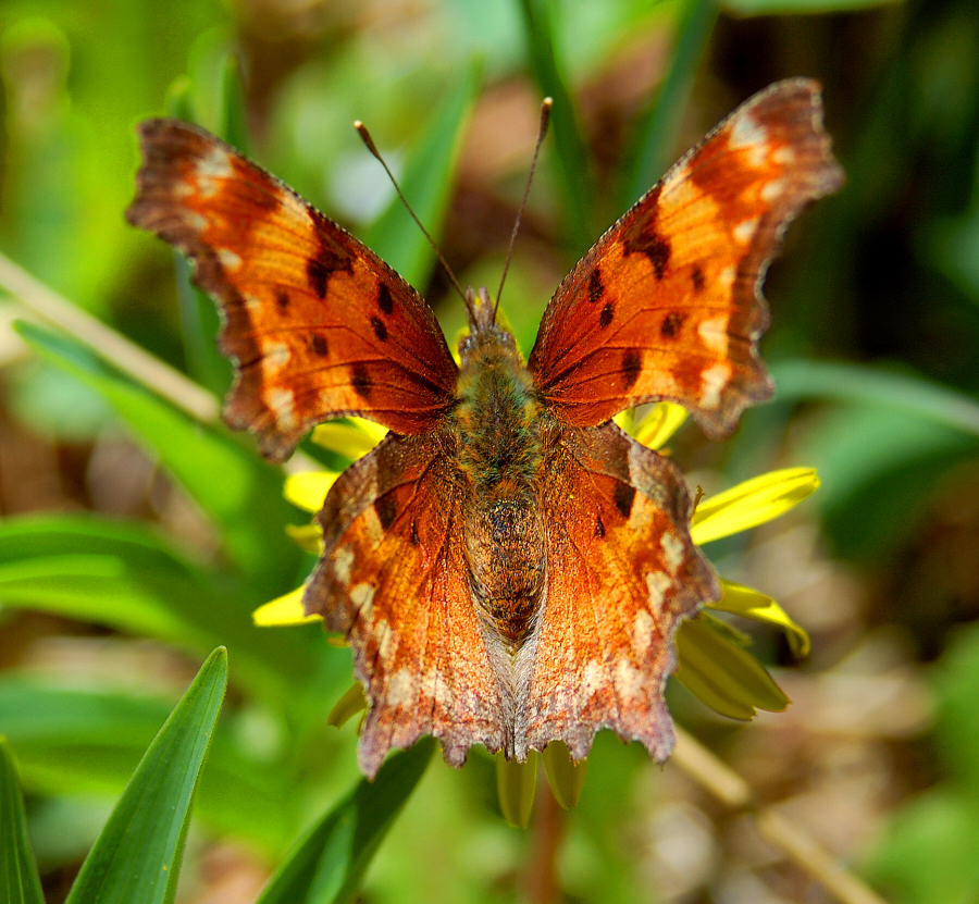 Orange outsides, Fuzzy insides