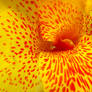 Red and Yellow Tiger Flower