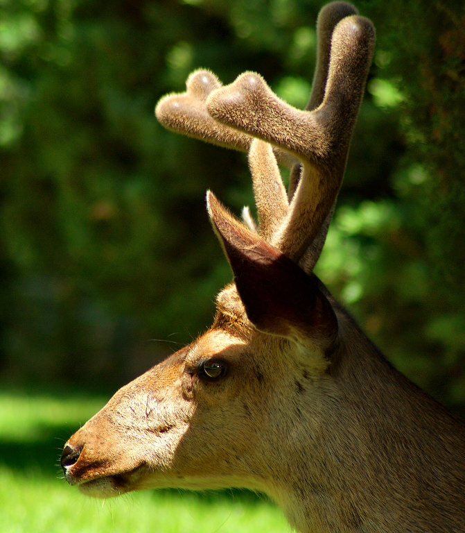 Soft Horned Buck