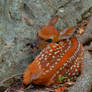 Fawning of a Fawn