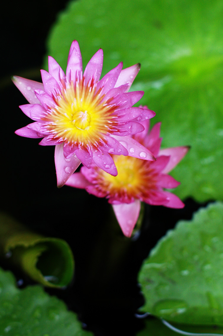 bunga by tpaulanny on DeviantArt