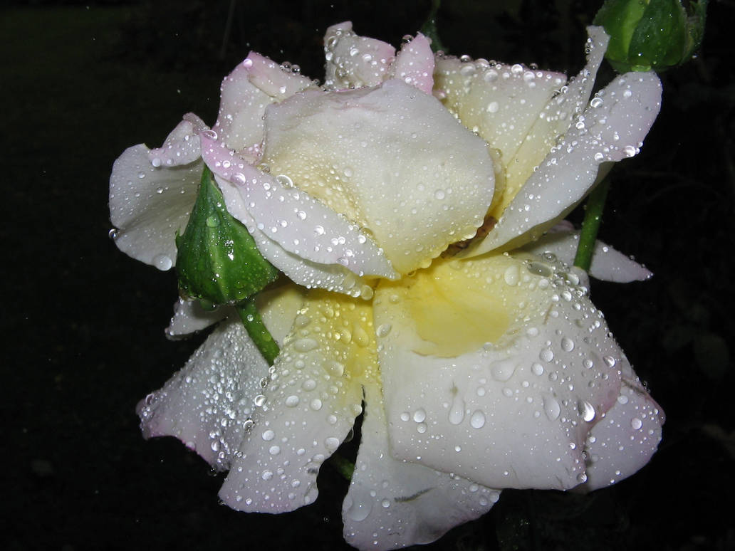 White Rose Rain by BVFoto