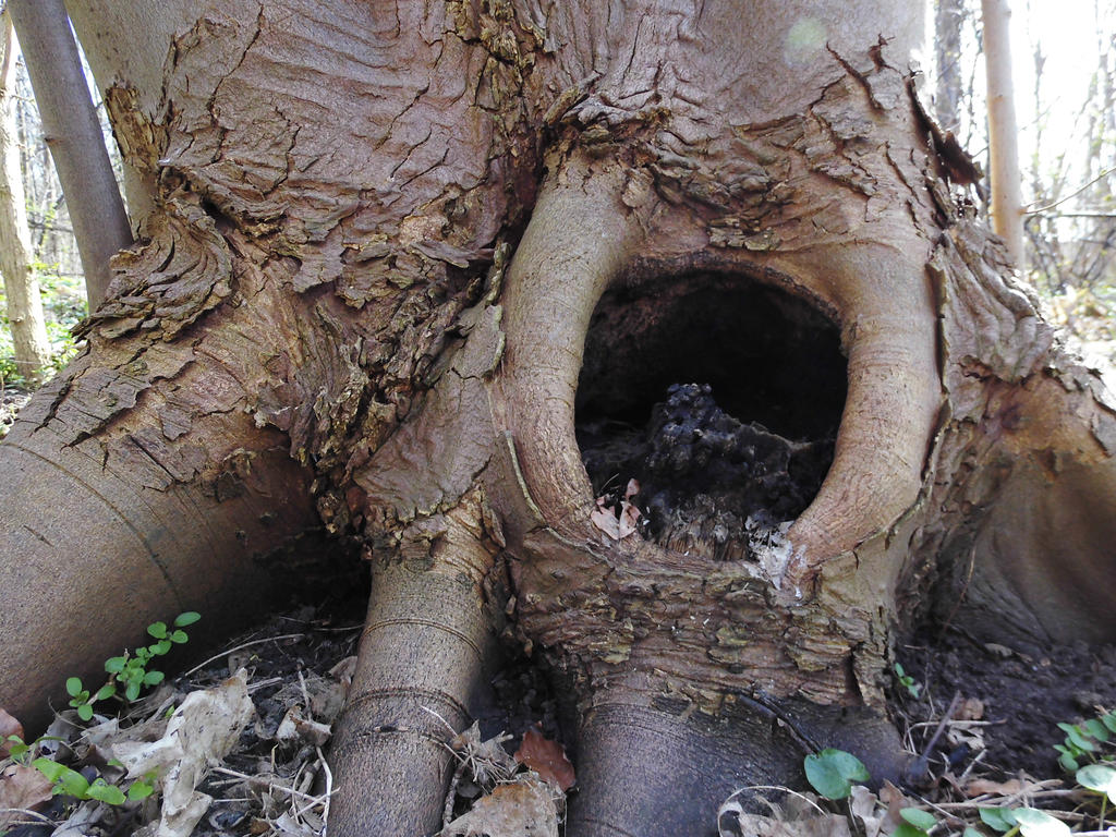 Tree cave by BVFoto