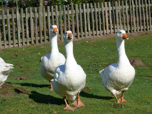 Geese _ Gaense by BVFoto Geese _ Gaense by BVFoto