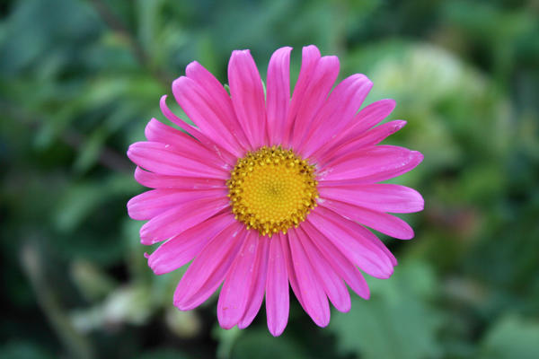 a flower by jonjetta on DeviantArt