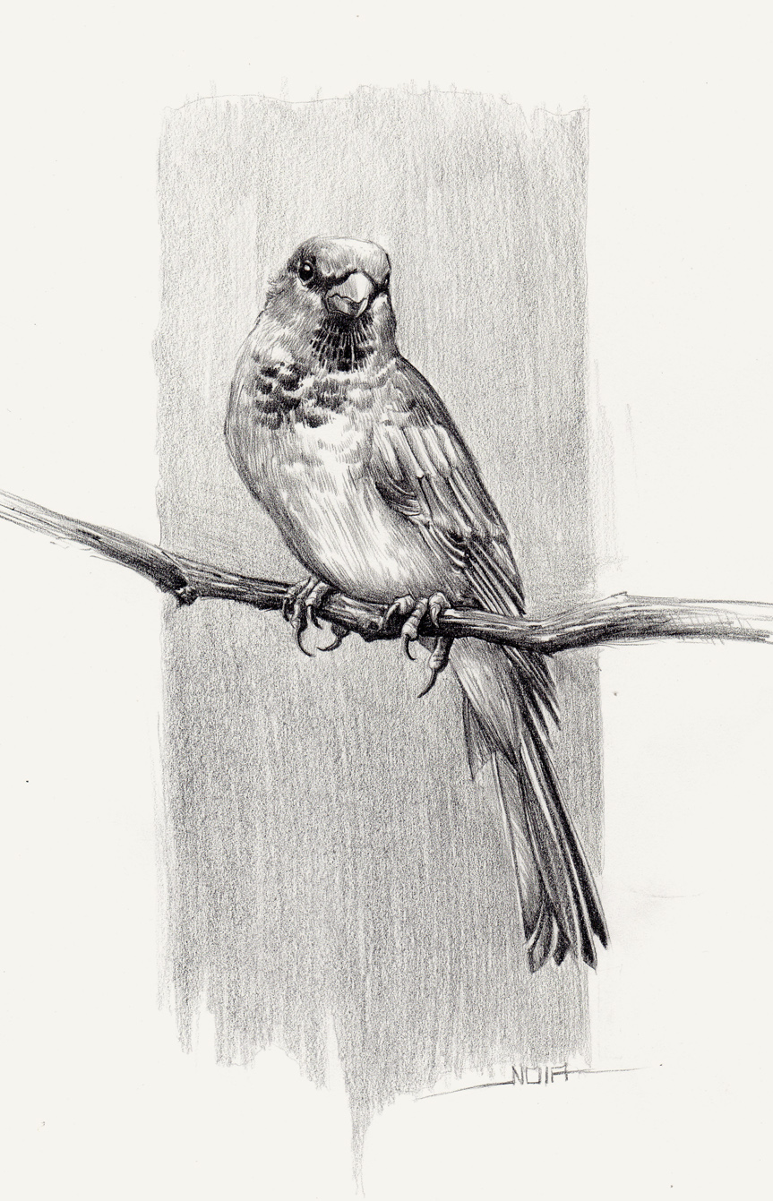 Sparrow study 01