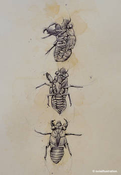 Cicada Exoskeleton Study