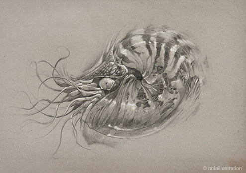Explore the Best Nautilus Art | DeviantArt