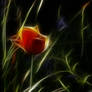 Tulip On Fire