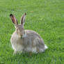 Snowshoe hare stock 2