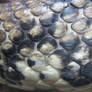 Snakeskin texture 1