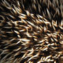 Hedgehog texture 1 - alert