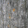 Bark Texture 1