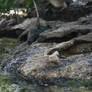 Rocks and Water 1