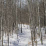 Ravine Path - Winter 5