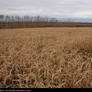 Corn Field 1