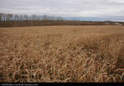 Corn Field 1