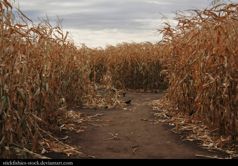 Corn Field 2 by Stickfishies-Stock
