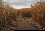 Corn Field 2