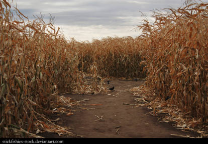 Corn Field 2